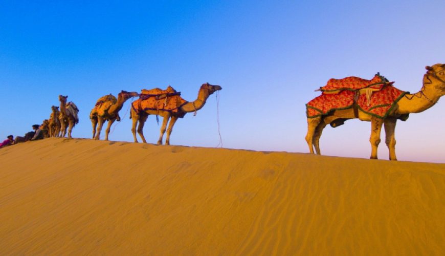  Growing and Reputed travel company in INDIA