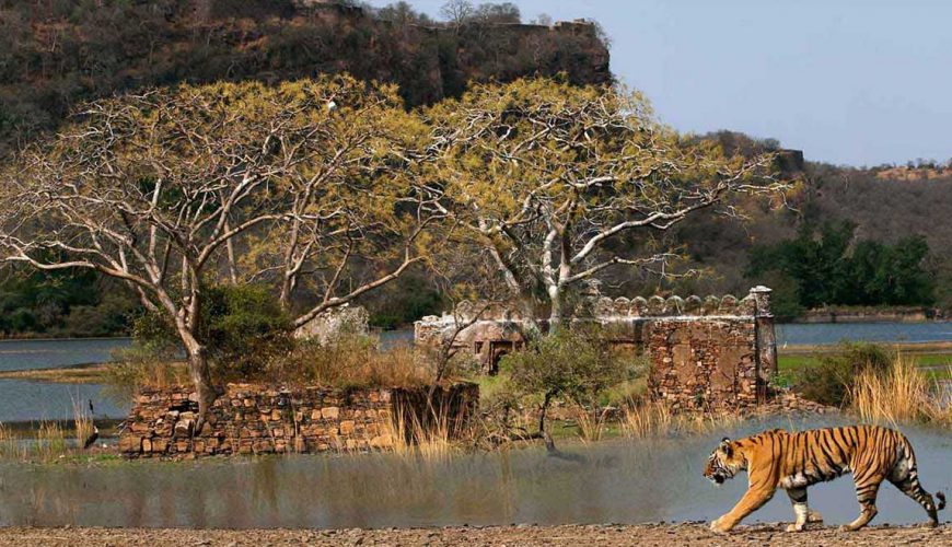  Growing and Reputed travel company in INDIA