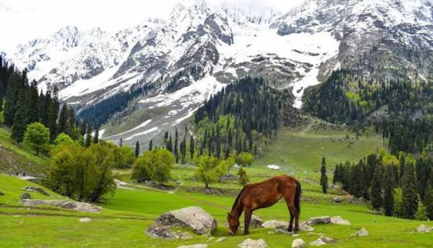  Growing and Reputed travel company in INDIA